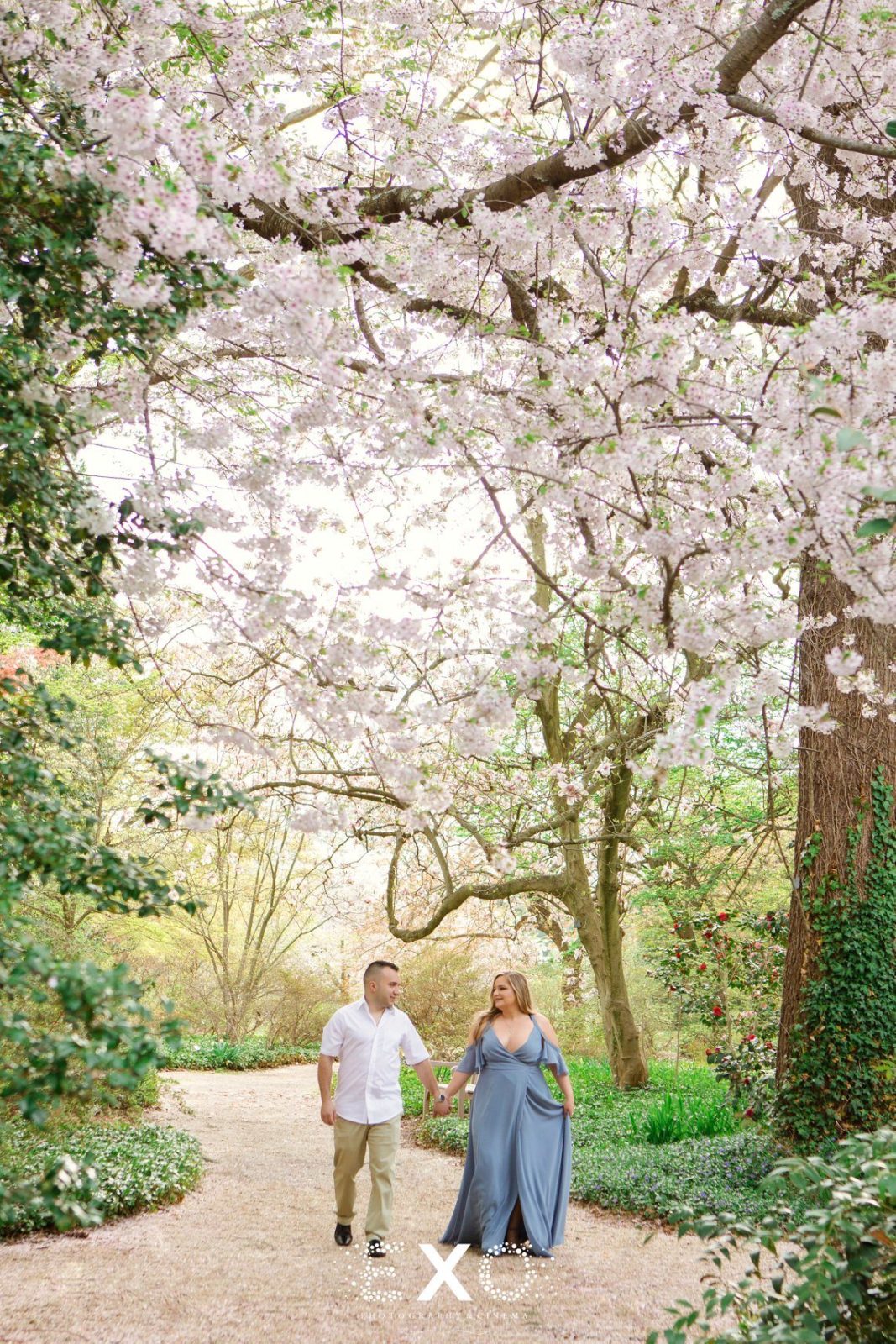 Couple walking and holding hands with cherry blossoms at Planting Fields Arboretum