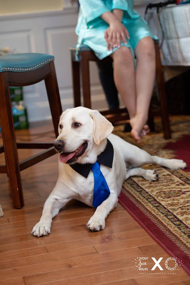 dog dressed up for the wedding