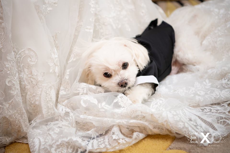 puppy in wedding dress